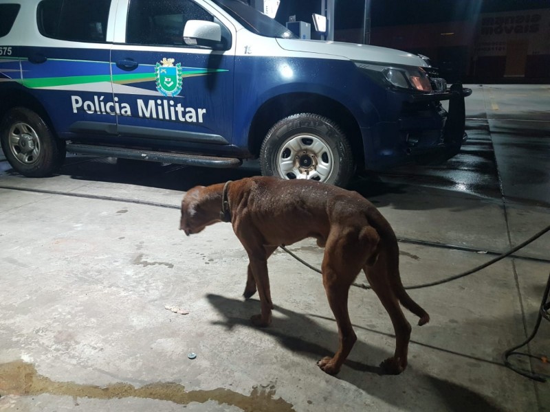 Polícia Militar resgata animal que sofria maus-tratos em Paranaíba; veja o vídeo