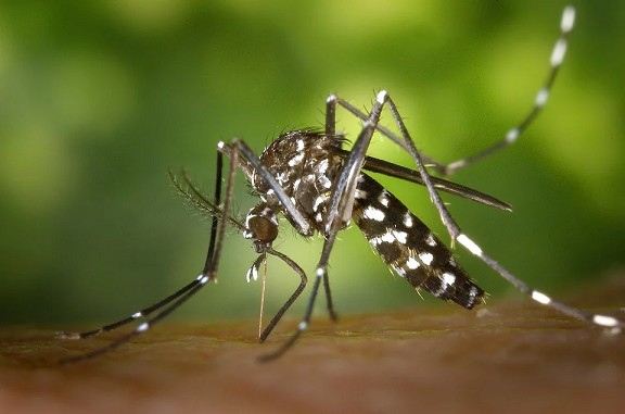 MS continua ocupando 2° em ranking nacional com mais notificações de dengue