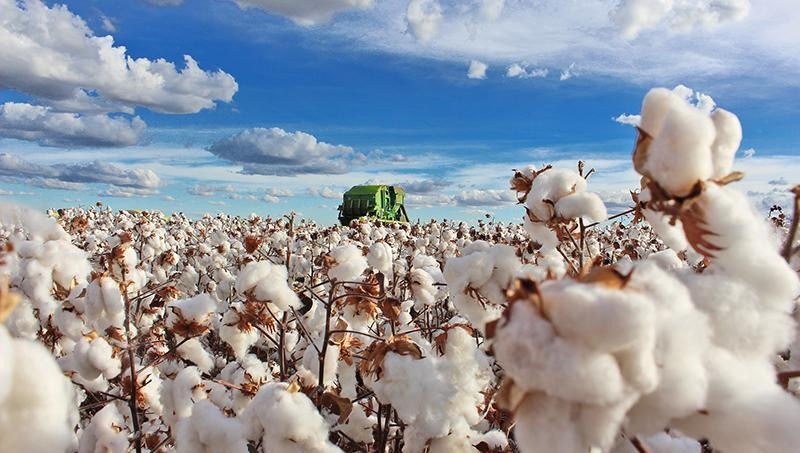 Bahia finaliza safra de algodão com elevada produtividade