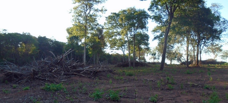 PMA autua fazendeiro em R$ 17,5 mil por desmatamento ilegal de vegetação nativa 