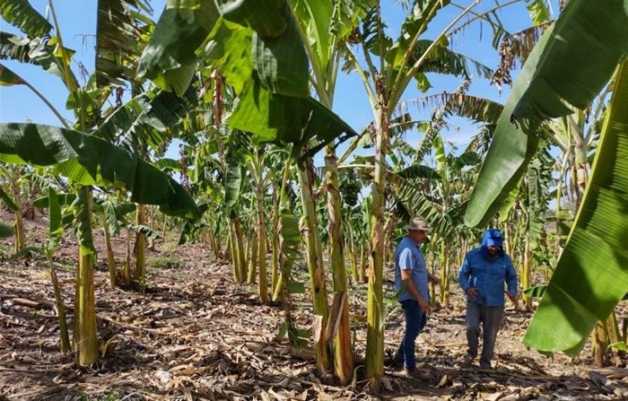 Agrodefesa intensifica controle fitossanitário em cultivos de banana