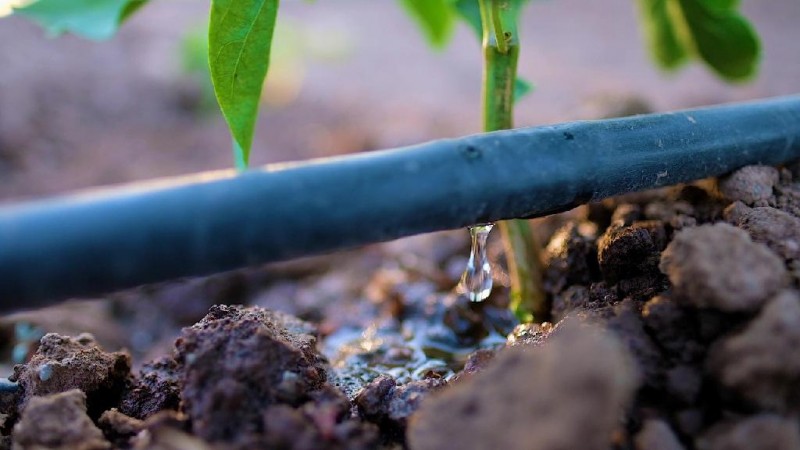 Sistema de irrigação por gotejamento é uma das mais utilizadas na agricultura familiar, por ser mais barata e por utilizar menor quantidade de água. - Foto por: Banco de Imagens/Reprodução