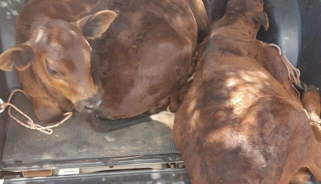Com delegacia especial ativada, polícia faz operação contra furto de gado em MS