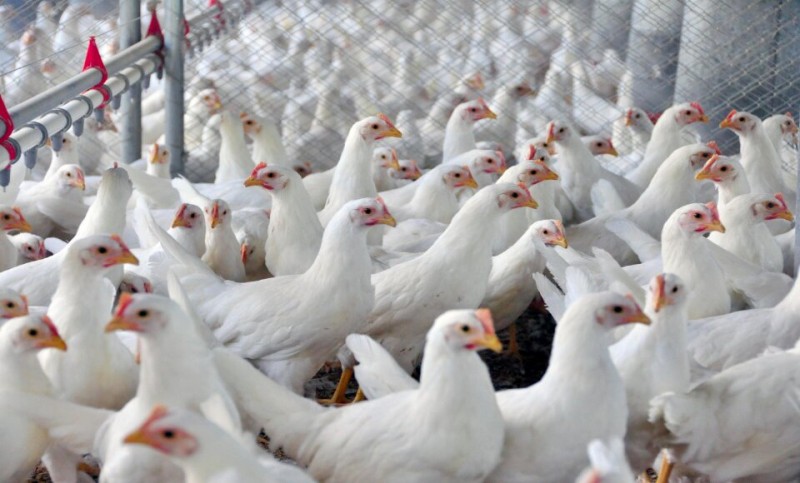 A quantidade registrada na última pesquisa deixa Goiás na 5ª posição no ranking nacional de abate de frangos e o total representa 7,4% da quantidade de frangos abatidos no Brasil. (Foto: Lucas Scherer Cardoso / Embrapa)