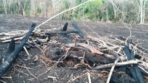 Fazendeiro é multado por desmatar 3 hectares de vegetação e colocar fogo