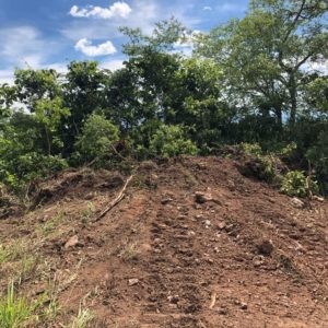 PCGO flagra indivíduos desmatando ilegalmente área de floresta em Iporá