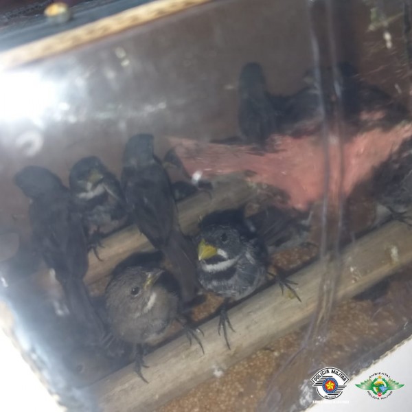 As aves foram devolvidas ao seu habitat - Foto: Divulgação/Polícia Ambiental