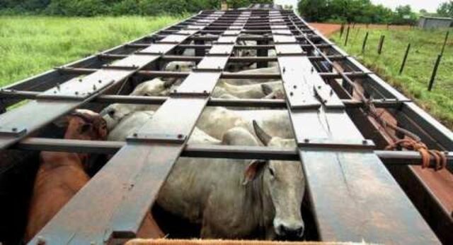 Polícia Civil recupera gado furtado na zona rural de Morrinhos