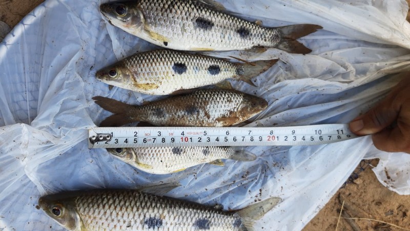 PMA autua dois por pescar peixes fora da medida em Cassilândia 