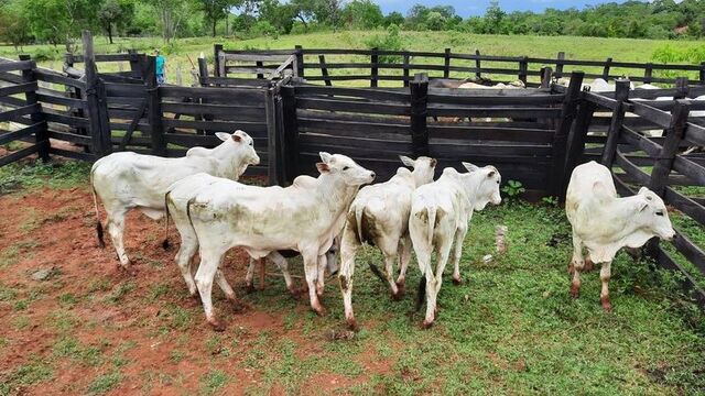 Polícia Civil recupera gado furtado na zona rural de Morrinhos