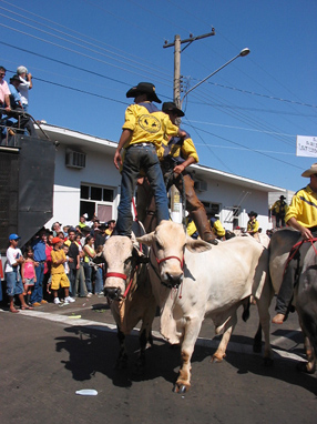 Peões mostrando habilidade em cima de touros adestradosGenivaldo Nogueira