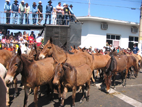 Comitiva de burros estradeiros abrilhantando o desfile popularGenivaldo Nogueira