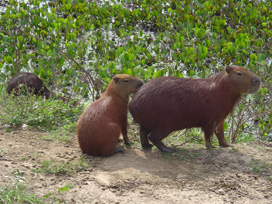  Animais como as capivaras fazem parte da paisagem do Pantanalcontexto assessoria