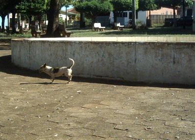 Cachorro passeando pela Praça...Bruna Girotto