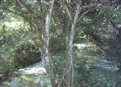 Córrego Cedro, próximo à Av. da SaudadeBruna Girotto