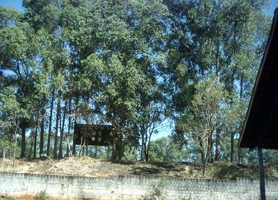 Árvores que ficam atrás do Estádio Municipal "Serrinha".Bruna Girotto