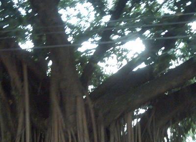 Árvore antiga, que fica na Praça do Rádio Clube, no centro da cidade.Bruna Girotto