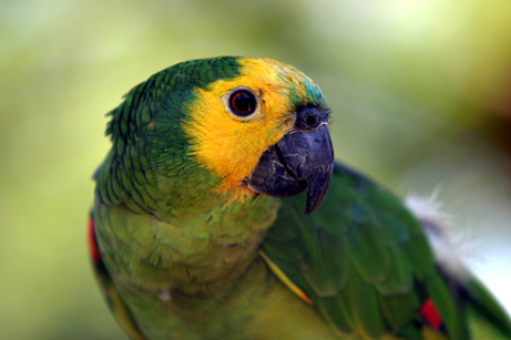 Papagaio "posando" para as lentes de Dalmo CúrcioDalmo Cúrcio