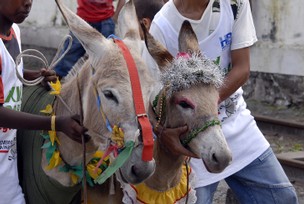 Jegues ornamentados depois de corrida tradicional na festa junina da cidade Roosewelt Pinheiro/ABr