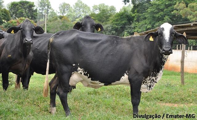 Abate de bovinos cai 10,3% no primeiro trimestre do ano