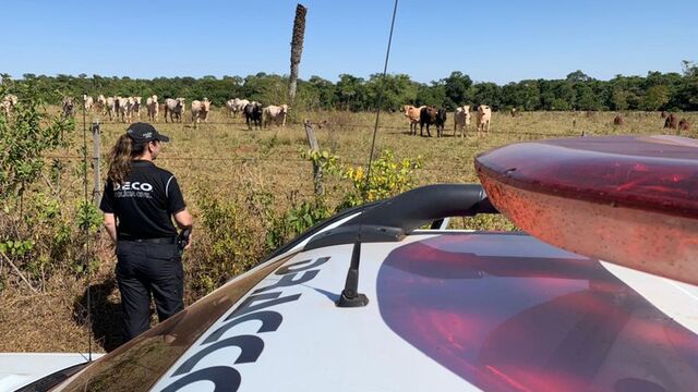 Polícia Civil faz operação contra furto, roubo e receptação de gado