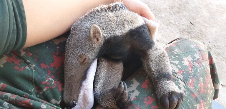 PMA resgata filhote de tamanduá-bandeira agarrado ao dorso da mãe que foi morta por atropelamento