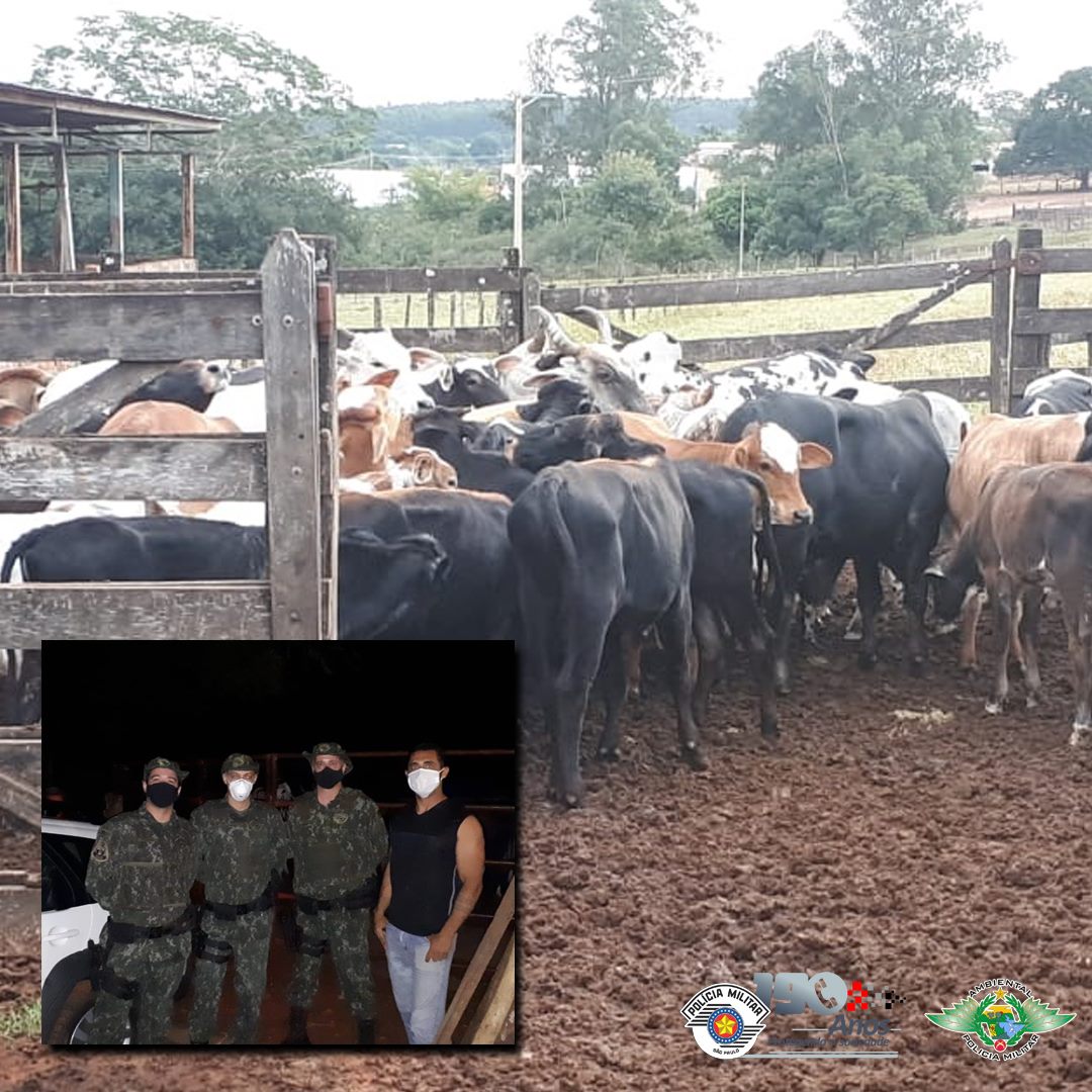 Pol&iacute;cia Militar Ambiental recupera cabe&ccedil;as de gado furtadas