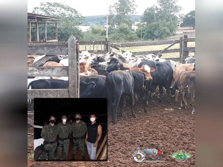 Polícia Militar Ambiental recupera cabeças de gado furtadas