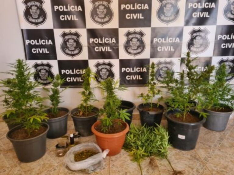 Polícia Civil prende suspeito de cultivar drogas em casa, em Alto Paraíso