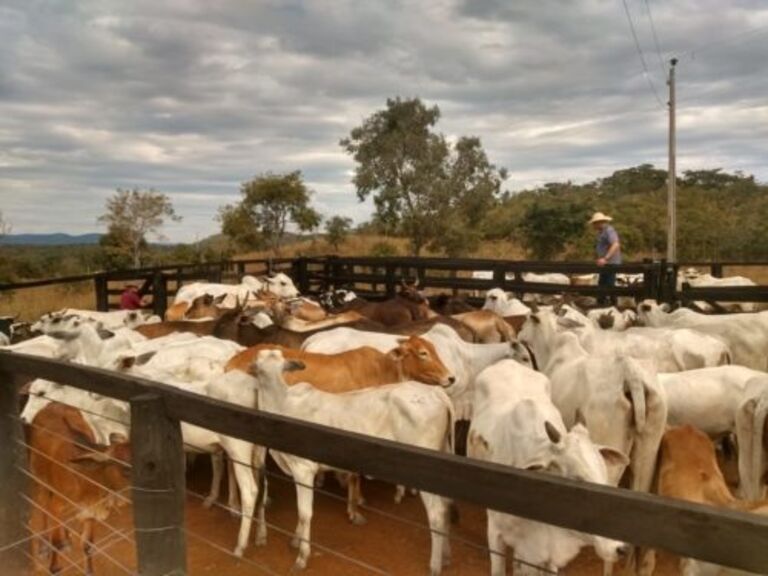 Crimes Rurais recupera em Crixás quase 30 cabeças de gado furtadas na zona rural de Itapaci