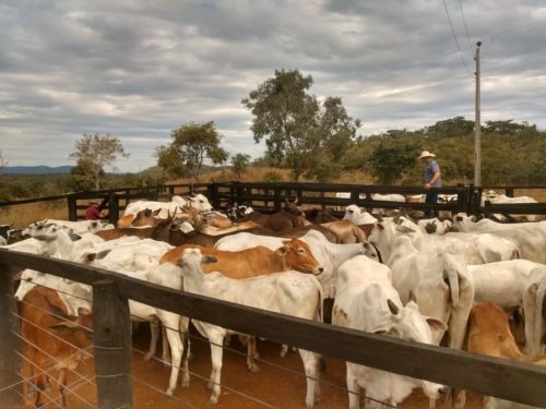 Crimes Rurais recupera em Crix&aacute;s quase 30 cabe&ccedil;as de gado furtadas na zona rural de Itapaci