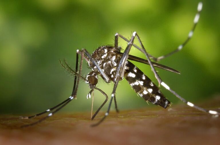 Em seis meses, MS registrou mais de 6 mil casos de dengue e 12 mortes causadas pela doença