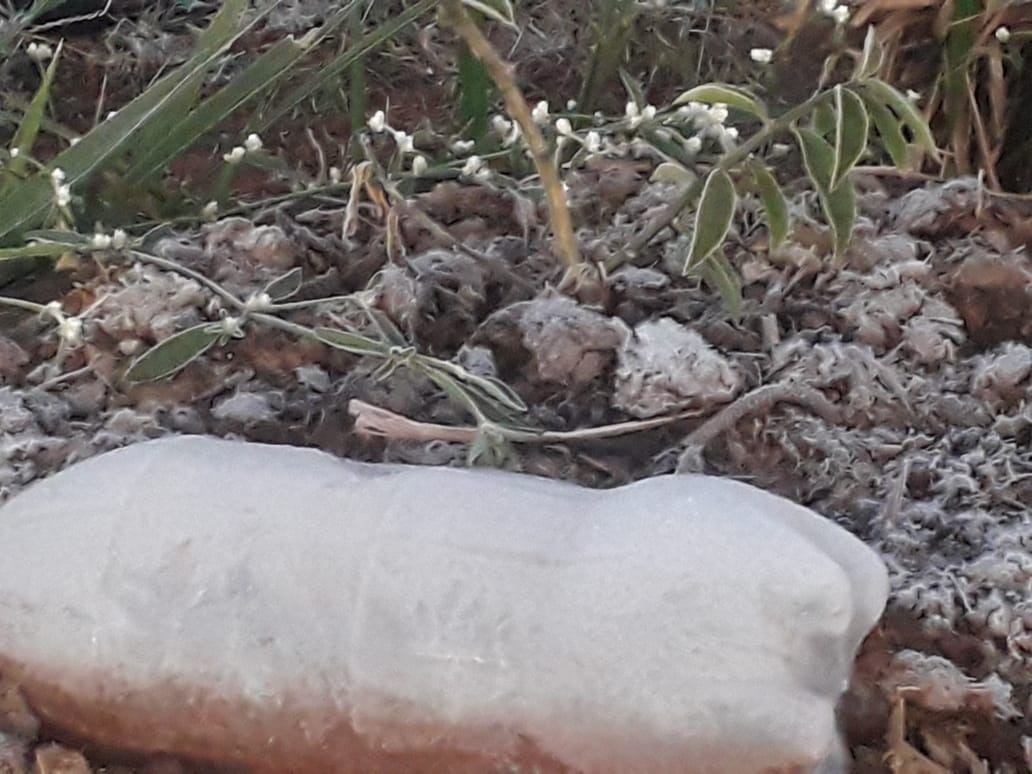 Fotogaleria: leitores enviam fotos da geada desta manh&atilde; em Cassil&acirc;ndia e Regi&atilde;o