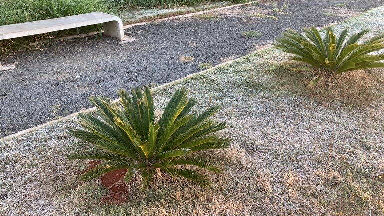 Fotos da geada em Casssilândia na madrugada desta quinta-feira; a temperatura chegou a 1 grau