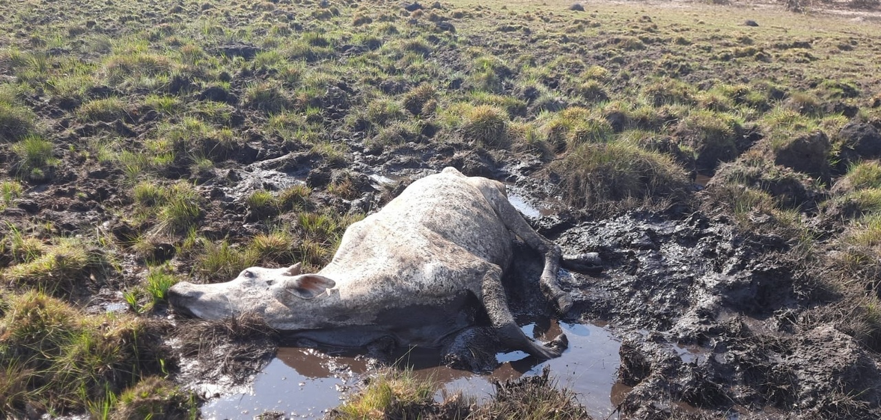 Pecuarista &eacute; autuado por maus tratos de animais que estavam sem alimento