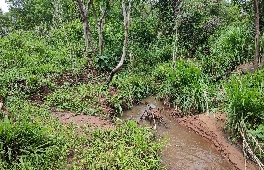 Cassil&acirc;ndia: PMA autua homem por permitir acesso de gado em &aacute;rea de prote&ccedil;&atilde;o  