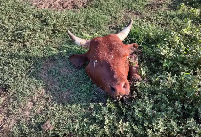 Grupo armado invade fazenda, faz caseiro ref&eacute;m e abate animais