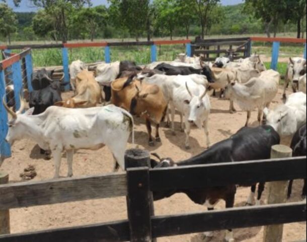 Gerente furta 15 cabeças de gado de fazenda vizinha em Mato Grosso do Sul