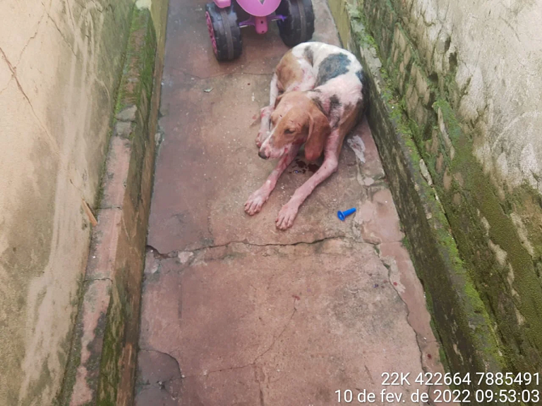 PMA de Cassil&acirc;ndia autua infrator em R$ 2 mil por maus tratos de cachorros