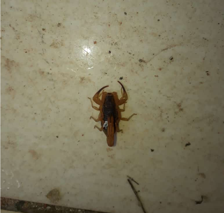 Infesta&ccedil;&atilde;o de escorpi&atilde;o: de uma s&oacute; vez, leitor encontra quatro na Vila Pernambuco