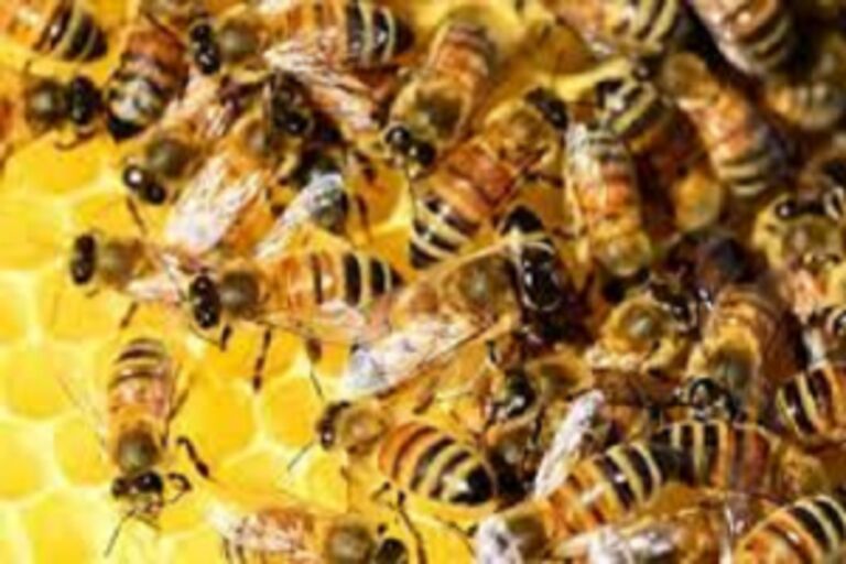 Irmãos são atacados por enxames de abelhas em zona rural e um morre