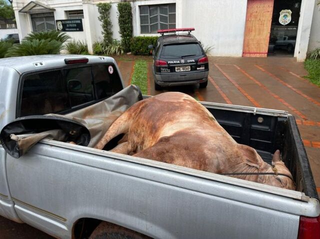 Gerente furta 15 cabeças de gado de fazenda vizinha em Mato Grosso do Sul