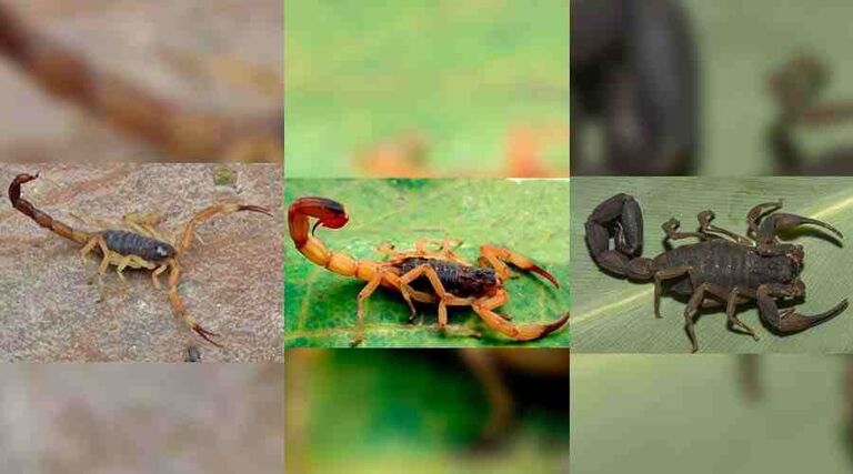 Crianças podem ter morrido em Cassilândia e Paranaiba após picada de escorpião mais venenoso do país 