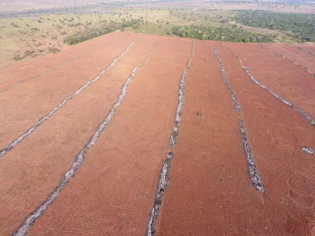 Fotogaleria: cassilandense &eacute; multado pela PMA por derrubar e enterrar &aacute;rvores 