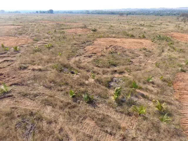 Fotogaleria: cassilandense &eacute; multado pela PMA por derrubar e enterrar &aacute;rvores 