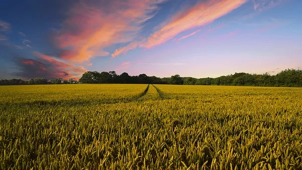 Agroindústrias devem se atentar às novas regras para rótulos de alimentos