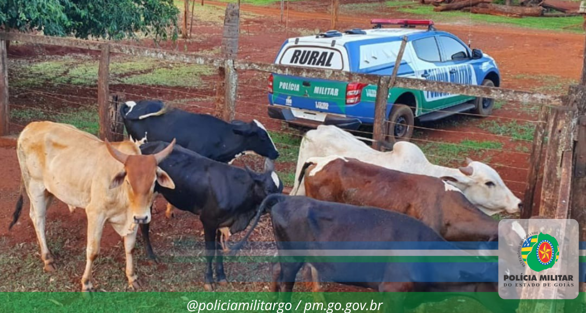 Pol&iacute;cia Militar recupera gado furtado em Itumbiara, Goi&aacute;s
