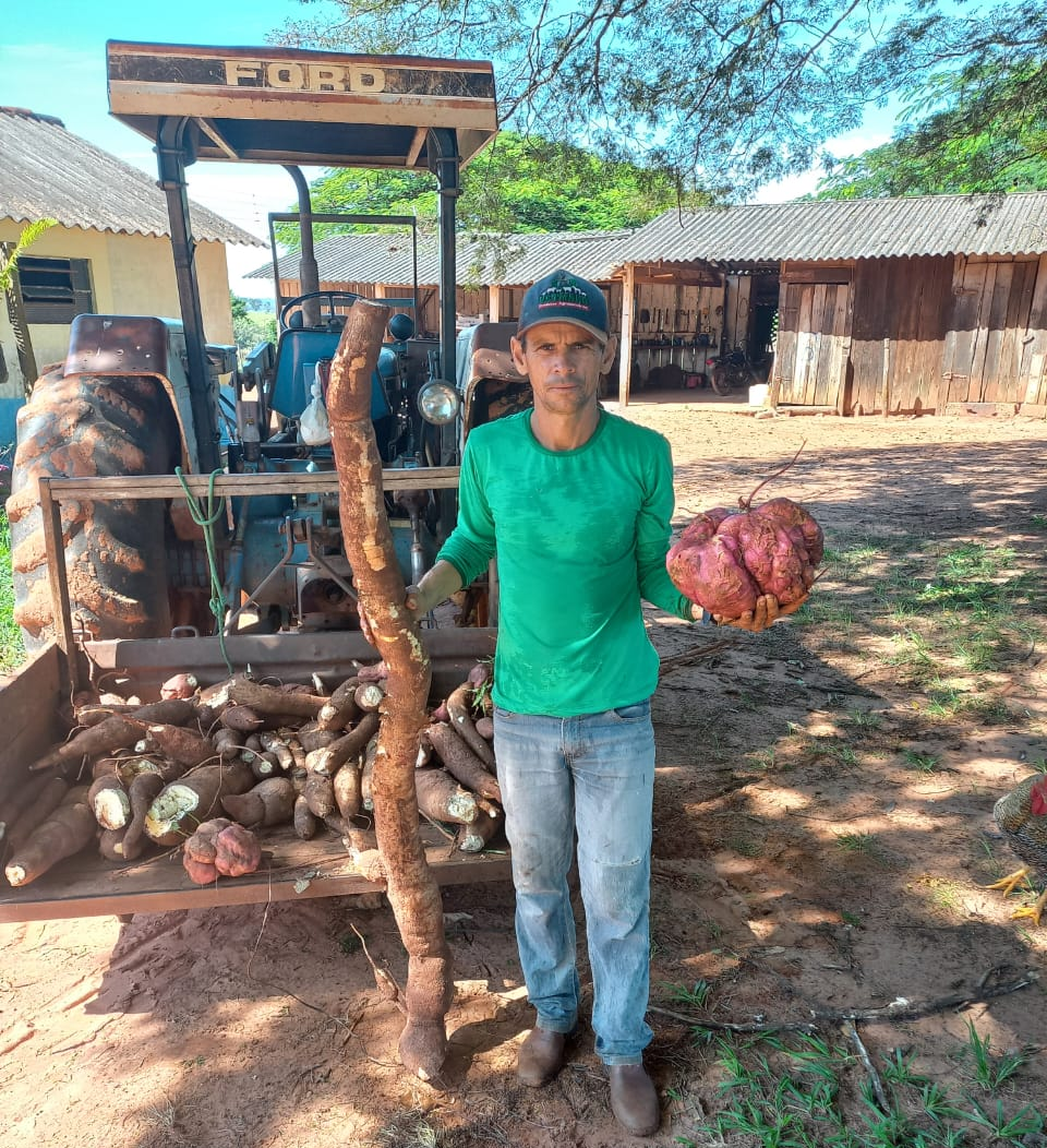 Fotogaleria: cassilandense colhe mandioca e batata doce gigantes