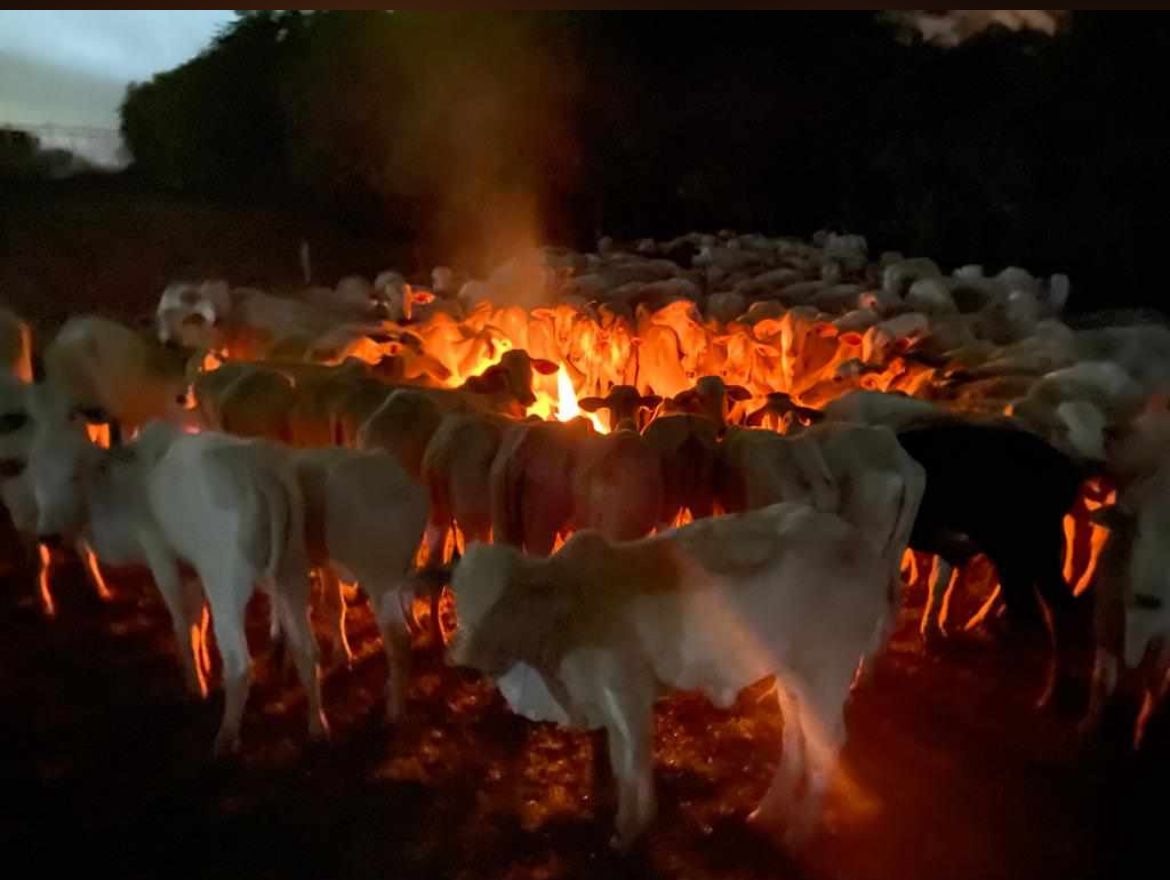 Baixa temperatura mata 1.071 bois no Pantanal em dois dia.