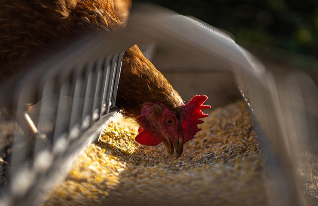 Brasil registra 1&ordm; caso de gripe avi&aacute;ria em animal de cria&ccedil;&atilde;o 